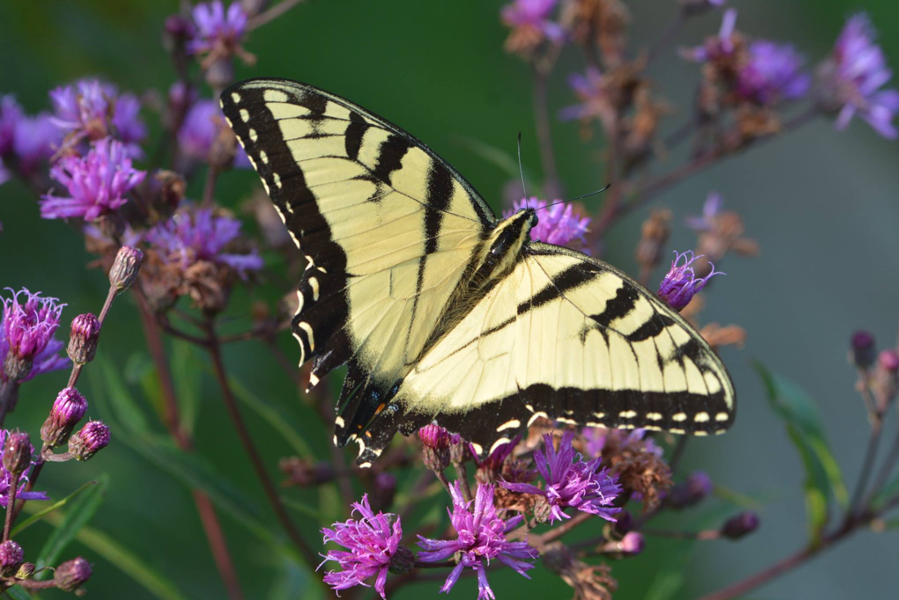 Eastern Swallowtail pollinating small purple flowers