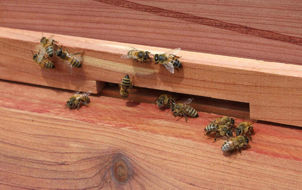 Honey bees entering a man-made hive