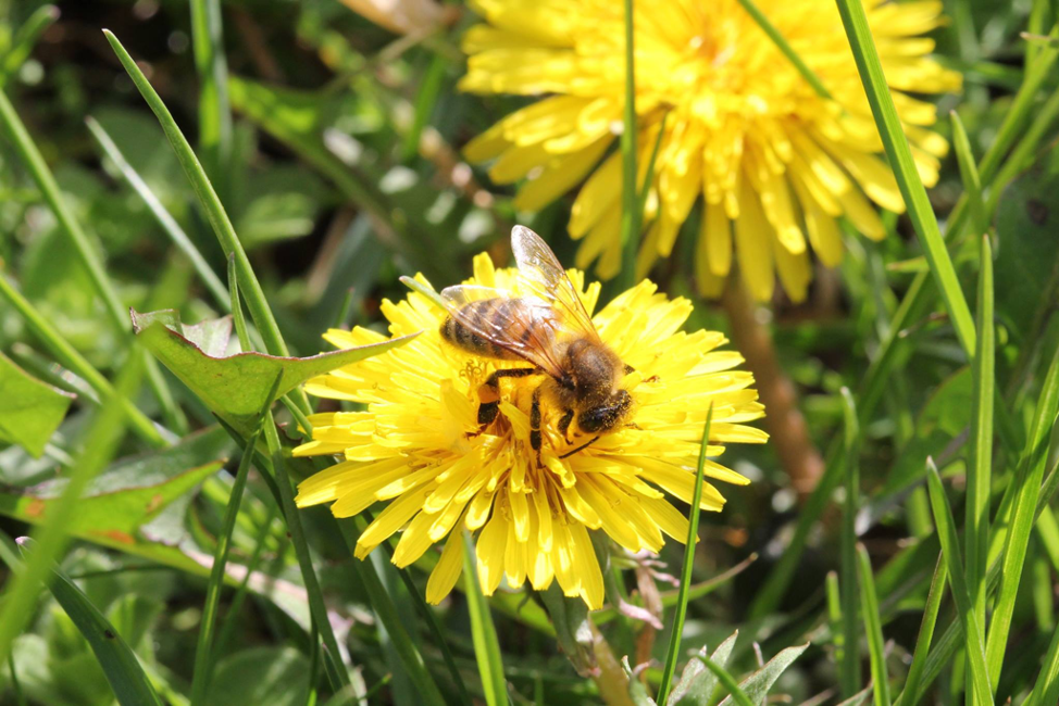 Honey bee pollinating a dandelion
