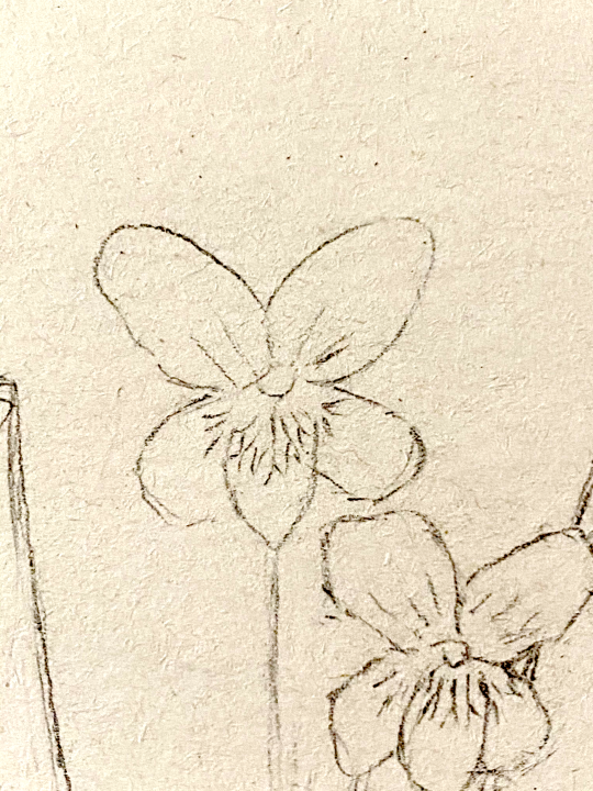 detail of pencil drawing of flowers