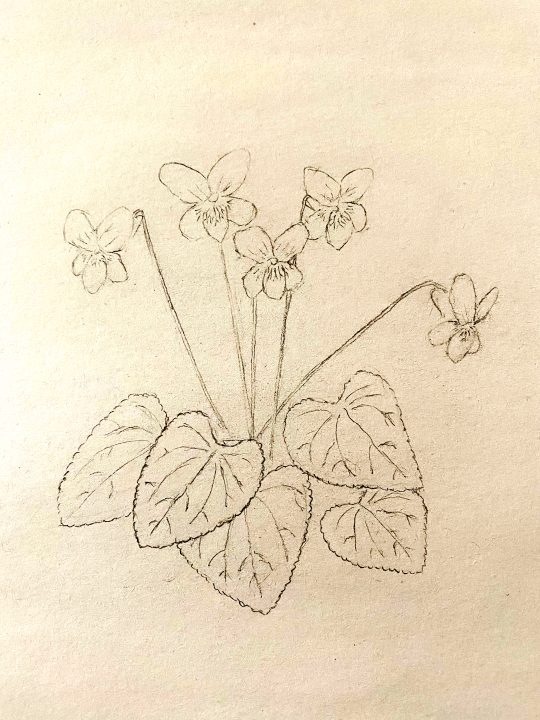 detailed pencil sketch of flowers