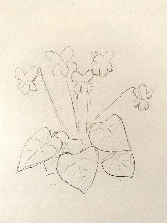 basic pencil drawing of flowers
