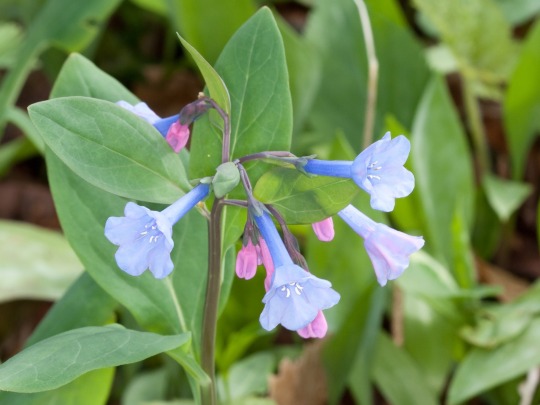 detail photo of blue and pink flowers