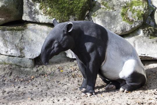 photo of Malayan Tapir