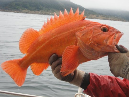 photo of Yelloweye rockfish held out of water