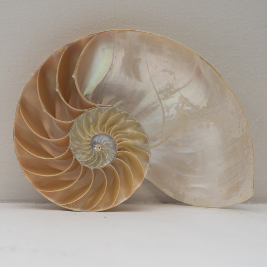 photo of spiral shell