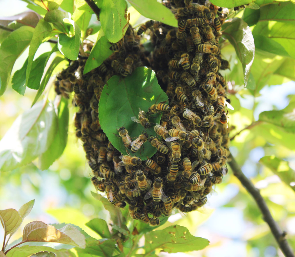 Swarm of Honey bees