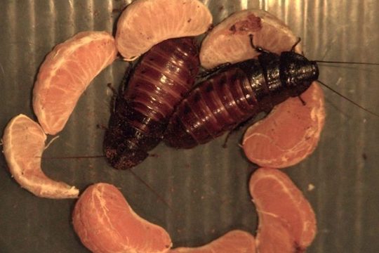 Bug Bonanza: Cockroach Race!