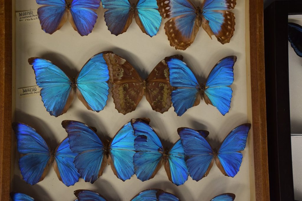drawer of blue morpho butterflies