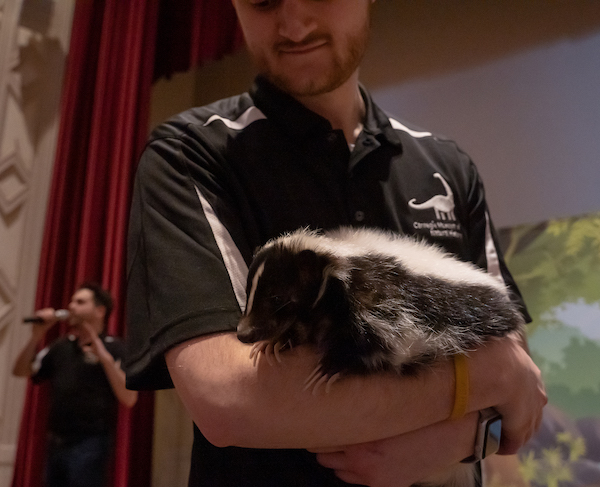 educator holding skunk
