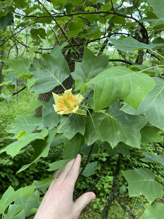 photo of tulip trees with flower