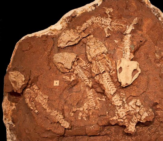 Seymouria sanjuanensis fossils