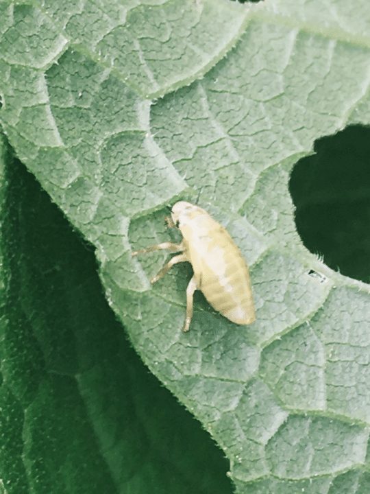 spittlebug on a leaf