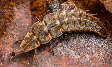 firefly larva