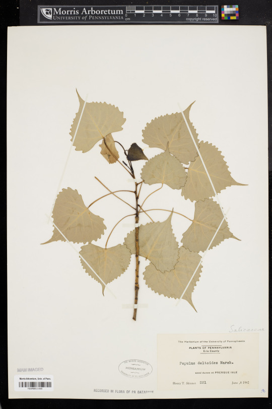 cottonwood herbarium sheet