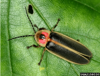 firefly on a leaf during the day