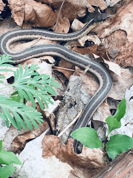 photo of garter snake in leaves