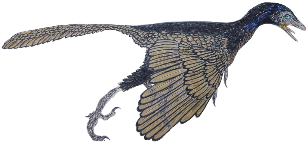 Archaeopteryx