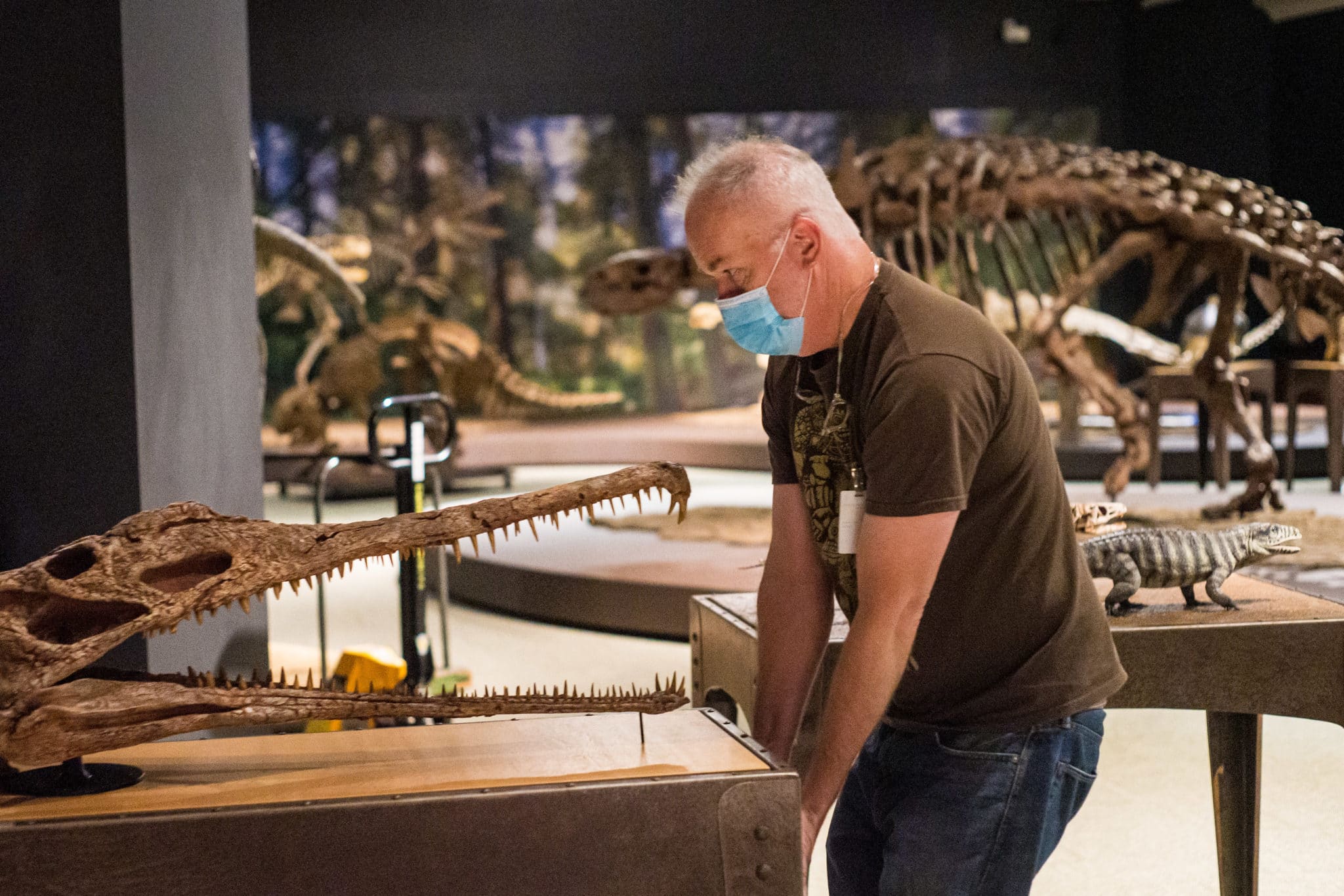 dinosaur armor carnegie museum