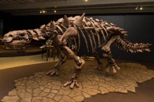 dinosaur featured in dino virtual field trip