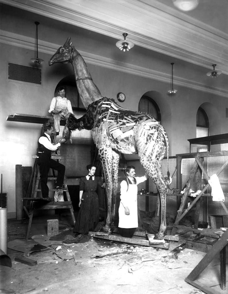 Giraffe taxidermy being constructed in early 1900s