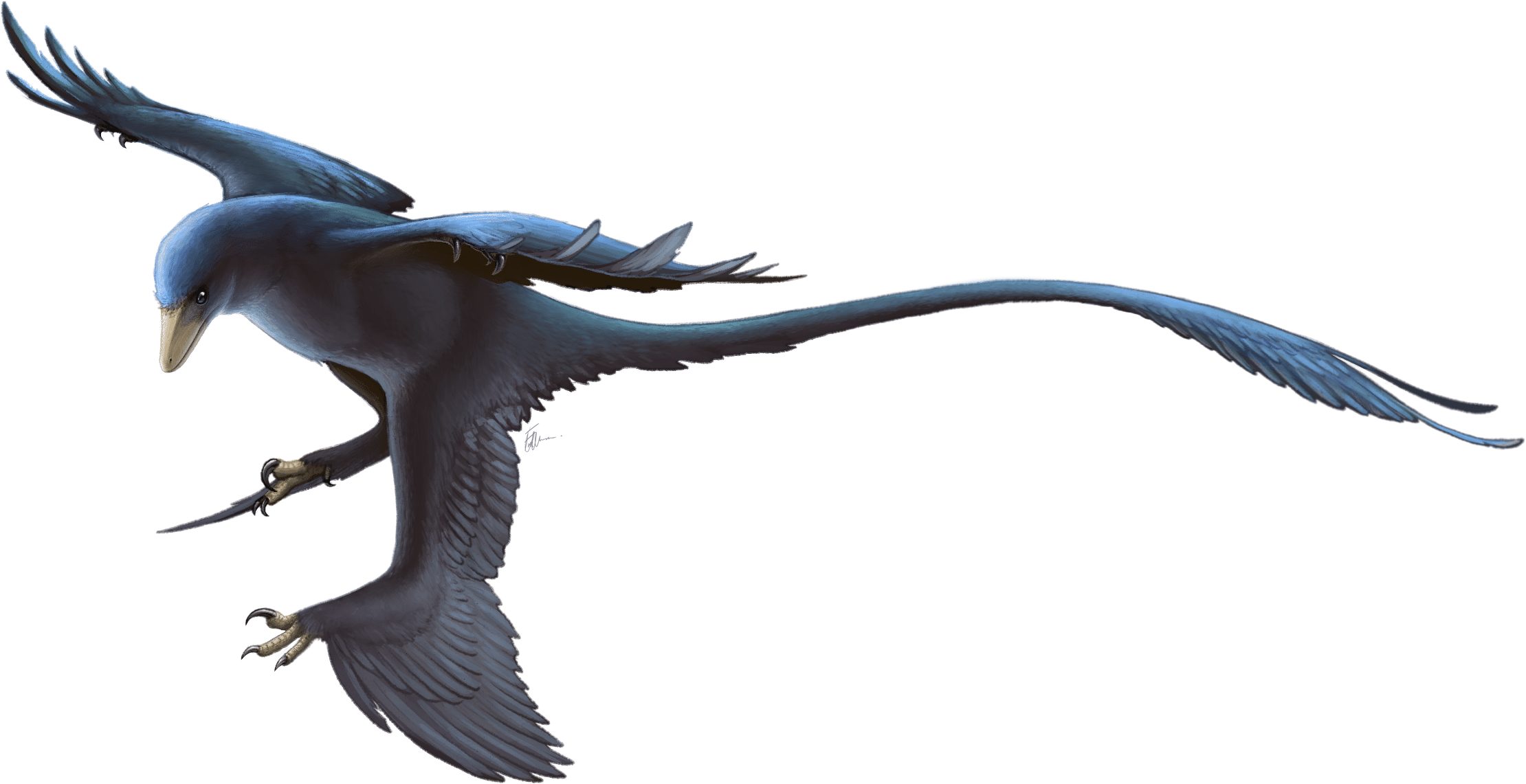 Microraptor