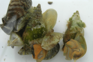 history of zebra mussels