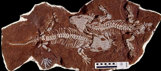 Seymouria sanjuanensis fossils