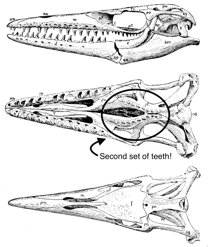 Tylosaurus skull