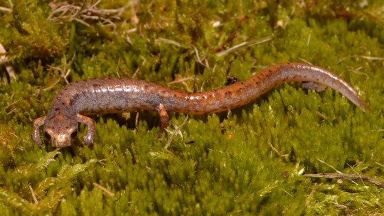 photo of four-toed salamander