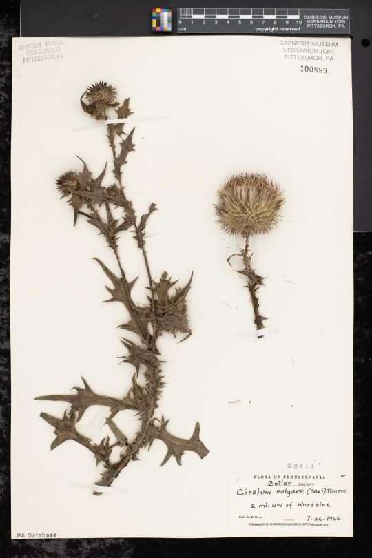 dried thistle specimen on herbarium sheet