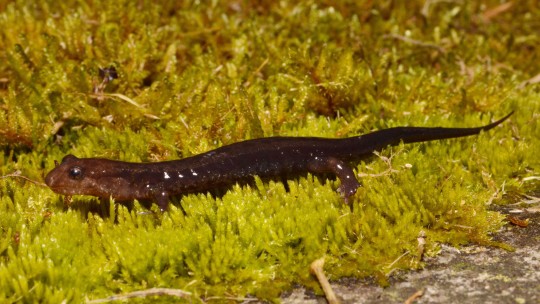 photo of Allegheny Dusky Salamander