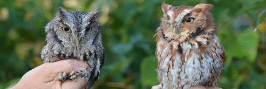gray owl and brown owl