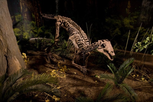 camptosaurus and stegosaurus