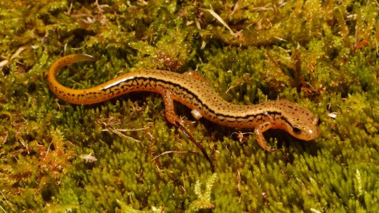 close up photo fo orange salamander with black stripes