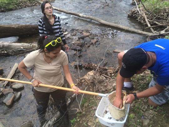 three people collecting specimens from a stream
