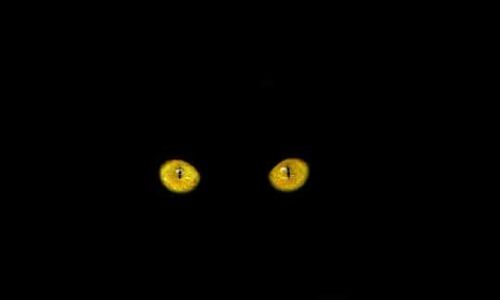 Meowfest: Why Do Cat Eyes Glow in the Dark?