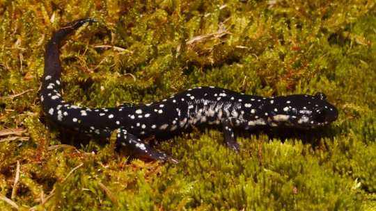 photo of black salamander with white spots
