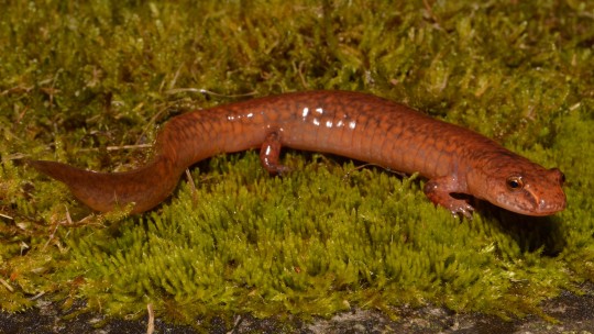 photo of spring salamander