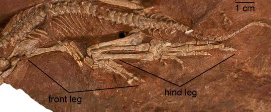 Eudibamus cursoris fossil
