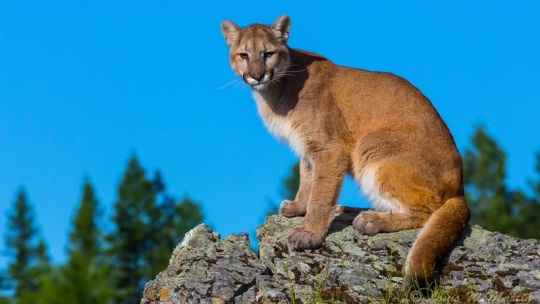 photo of a cougar sitting on a rock