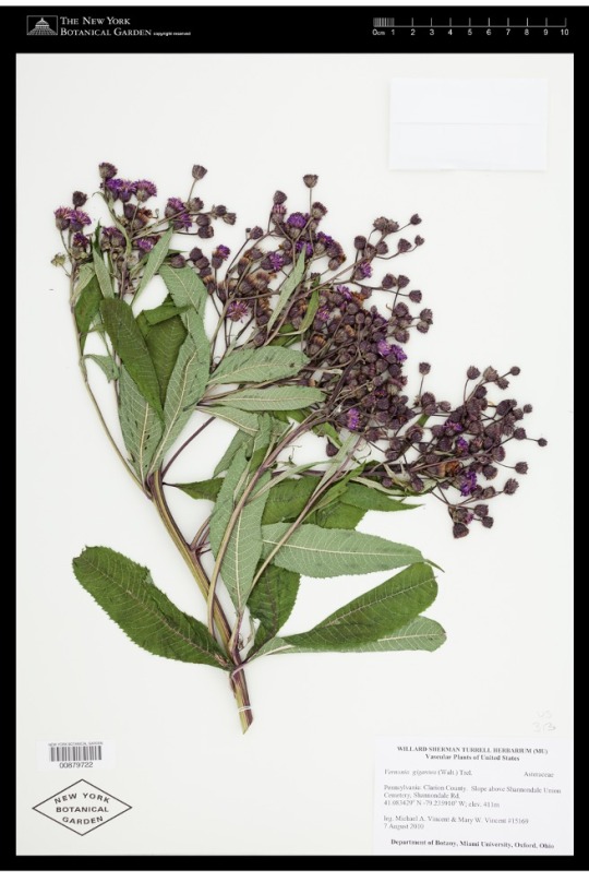 dried plant specimen with purple flowers