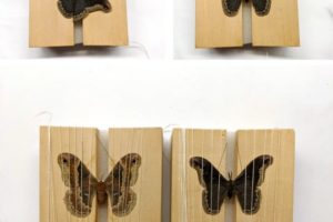How to Prepare Insect Specimens
