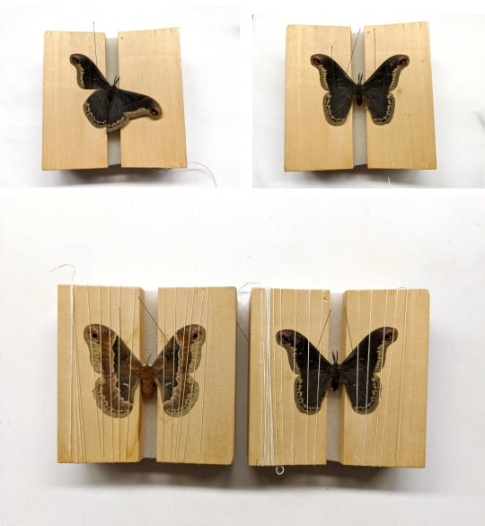 lepidoptera specimen on blocks in various stages of preparation