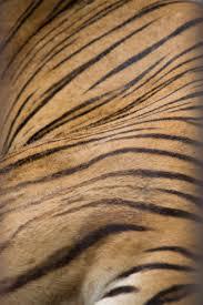 close up of tiger stripes