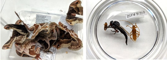 Insect Specimen Transparent Resin Biological Specimens ZLF Butterfly Growth History Specimen for Teaching Instrument Biological Model
