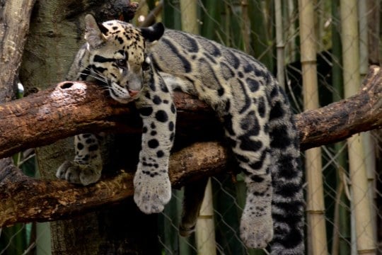 photo of a clouded leopard lounging on a branch