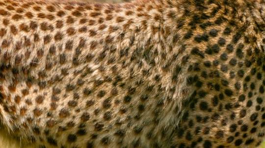 close up of a cheetah's spotted fur