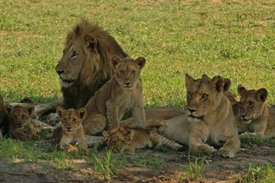 photo of a family of lions