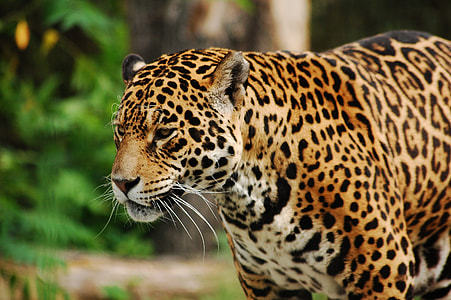 photo of a jaguar